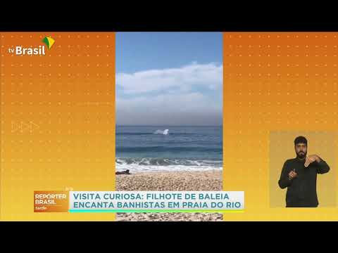 Baleia filhote da espécie jubarte foi vista na praia de São Conrado