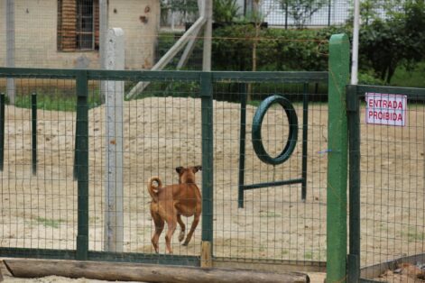 Avenida Brasil em Balneário Camboriú terá o terceiro Dog Park da cidade