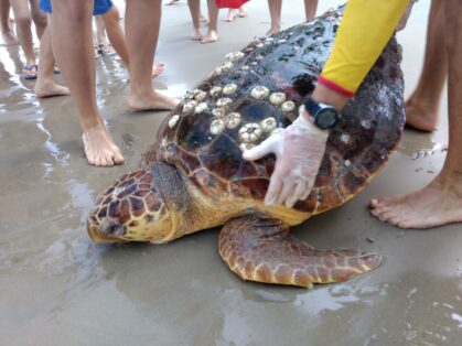 Tartaruga Marinha é encontrada morta na Praia Central de Balneário Camboriú