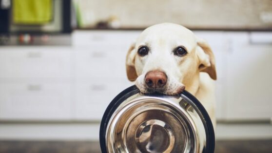 Coronavírus: Campanha arrecada ração pra cães e gatos