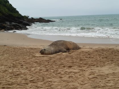 Elefante-marinho é encontrado na Praia do Buraco