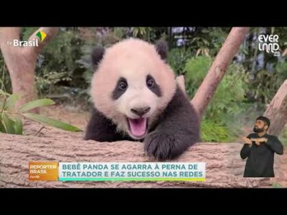 Vídeo de bebê panda faz sucesso na web