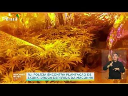 Polícia Civil do Rio  descobriu hoje mais de mil plantações de skank