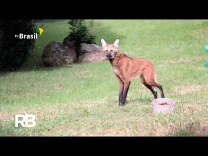 Criadouro em Araxá recebe dois lobos-guarás e um tamanduá bandeira