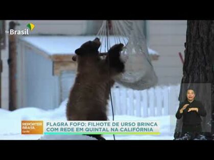 Morador da Califórnia flagra urso brincando no quintal de casa