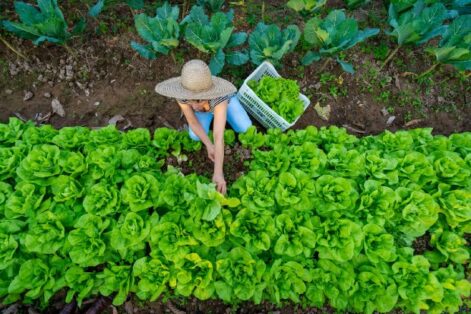 Seminário aborda o papel da mulher na conservação da agrobiodiversidade