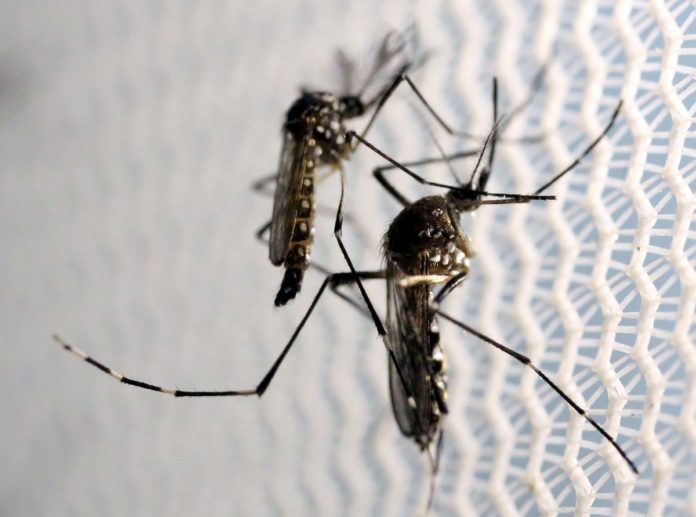 acordo-preve-“fabrica-de-mosquito”-para-combate-a-dengue-em-brumadinho