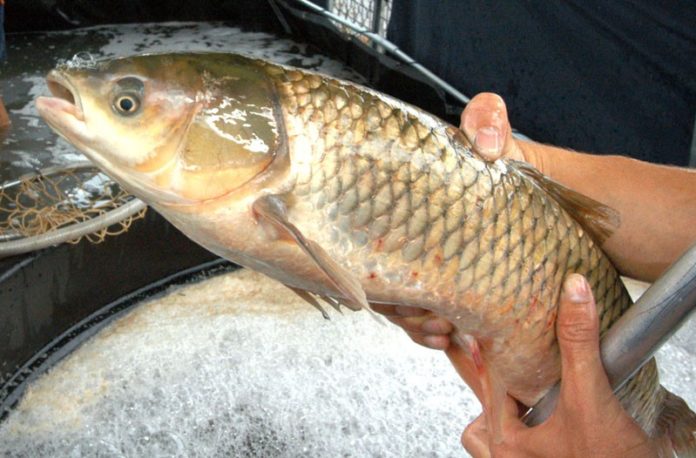 feira-do-peixe-vivo-ocorre-nos-dias-1o-e-2-de-abril-–-prefeitura-de-blumenau