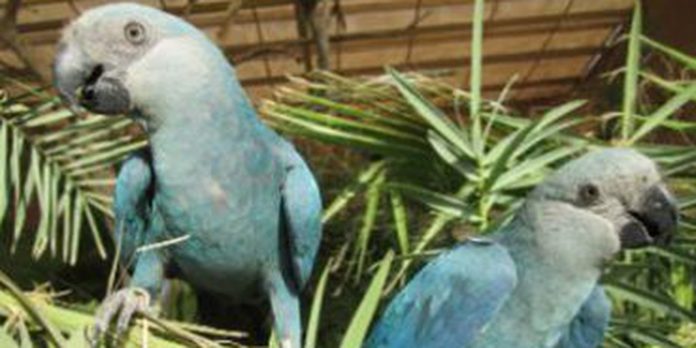 filhotes-de-ararinhas-azuis-nascem-no-brasil-apos-20-anos-de-extincao