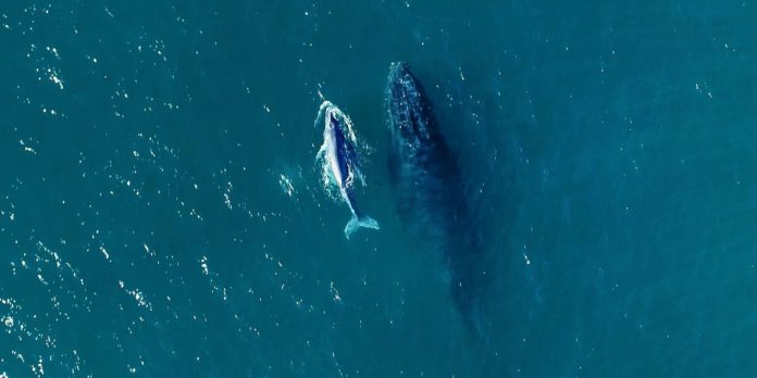 comeca-a-temporada-de-baleias-no-litoral-brasileiro