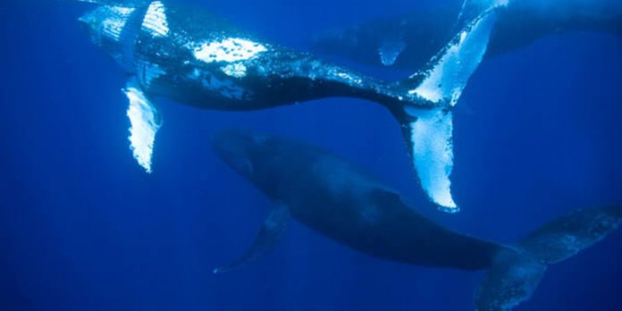 encalhe-de-baleias-jubarte-e-recorde-no-brasil-no-primeiro-semestre