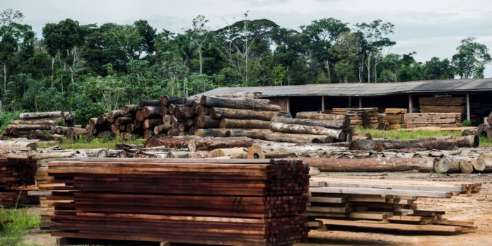 sp-cria-forca-tarefa-para-combater-venda-ilegal-de-madeira-nativa