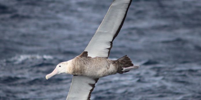 albatroz-gigante-esta-presente-durante-todo-o-ano-em-mares-brasileiros