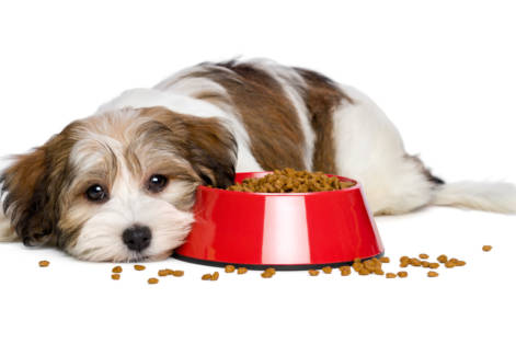 Como fazer seu cachorro comer ração: dicas para donos preocupados