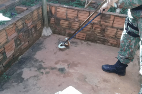 Cobra Com Duas Cabeças Encontrada em Mato Grosso do Sul Intriga Biólogos