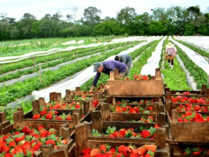 Balanço Social: a cada real investido na Epagri são gerados R$ 9,62 para a sociedade