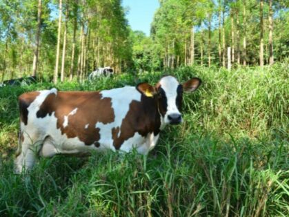 Inscrições abertas para seminário de pecuária de corte e leite no Planalto Norte de SC