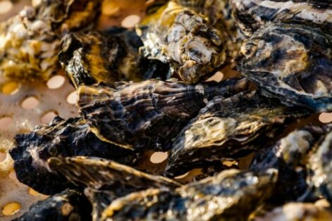 Secretaria da Agricultura e Cidasc suspendem  retirada, comercialização e consumo de moluscos bivalves em toda a costa catarinense