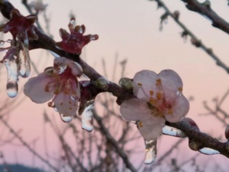 Epagri testa tecnologia para monitorar automaticamente temperatura de pomares de frutas de caroço