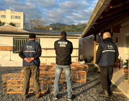 Polícia Civil de SC e Paraná e IMA deflagram operação de combate ao tráfico de pássaros silvestres em Blumenau