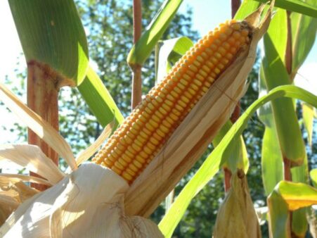 Produtividade de milho: SC pode colher 1 milhão de toneladas a mais sem ampliar a área plantada