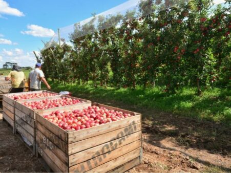 Aplicativo da Epagri traz novas funcionalidades para apoiar produtores de maçã