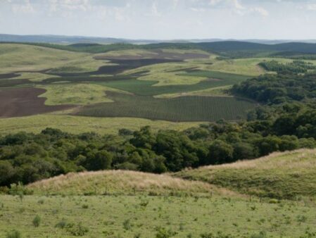 Campos naturais do corredor ecológico do rio Chapecó correm o risco de desaparecer