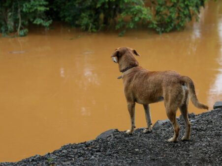 Santa Catarina terá maior programa de castração de animais da história