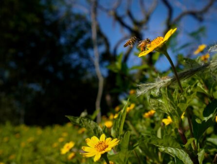 Primavera em SC: previsão indica estação com temperaturas acima da média e chuvas mais frequentes