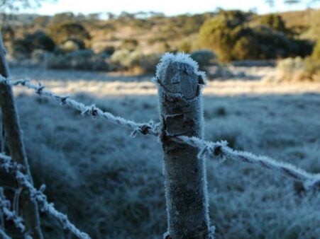 Epagri aprimora ferramenta de monitoramento do frio para produção de frutas de clima temperado