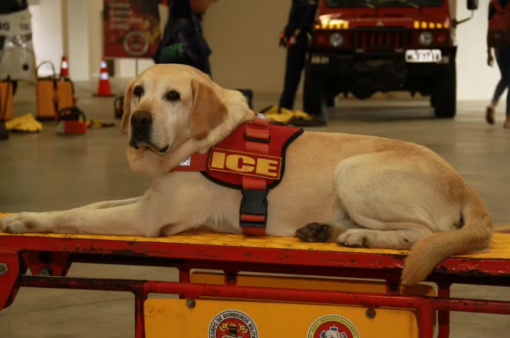 Corpo de Bombeiros Militar de Santa Catarina presta homenagem ao cão de busca Ice