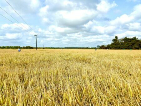 Epagri multiplica no Maranhão as sementes de um novo cultivar de arroz