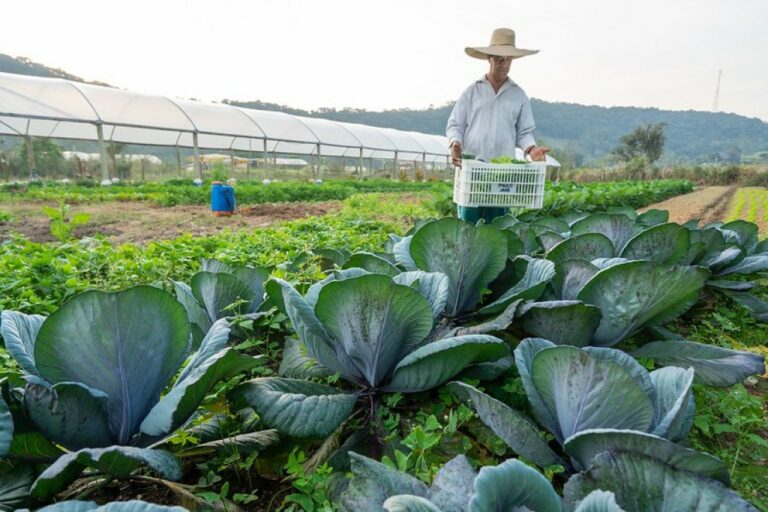 Segurança Alimentar e Nutricional será tema de orientação online para municípios catarinenses