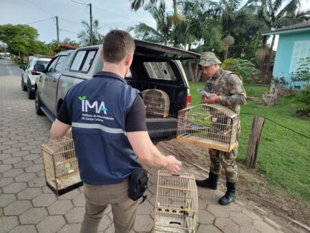 IMA e Polícia Militar Ambiental apreendem pássaros silvestres em criadouro não licenciado em São João do Sul