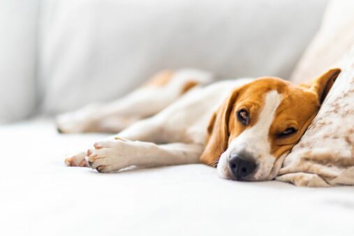 Cachorro Agitado no Apartamento? Veja Como Acalmá-lo e Diminuir os Latidos