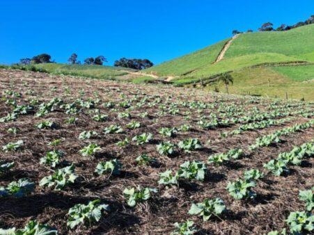 São Miguel do Oeste comemora o Dia Nacional do Plantio Direto nesta terça