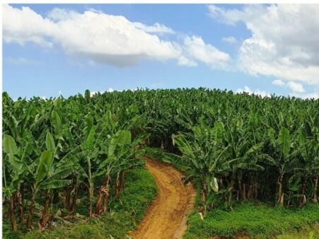 Epagri usa imagens de satélite para mapear bananais de Santa Catarina