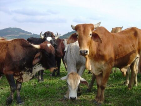 Dia de Campo em Pecuária de Corte do Vale do Rio Tijucas será dia 30 de novembro