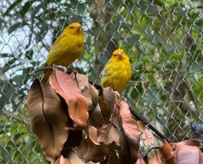 Saiba como o IMA monitora a criação amadora de pássaros silvestres em Santa Catarina