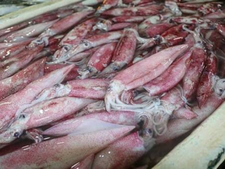 Portaria autoriza pesca de lula com uso de tarrafa, emalhe e arrasto em Santa Catarina