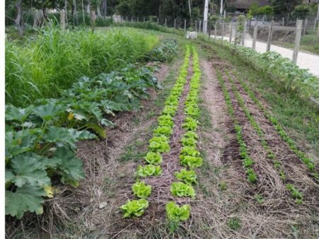 Dia de Campo aborda agricultura orgânica neste sábado em Santo Amaro da Imperatriz 