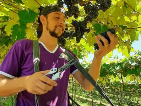 Conheça os vencedores do Concurso dos Melhores Vinhos e Sucos de Uva do Planalto Norte