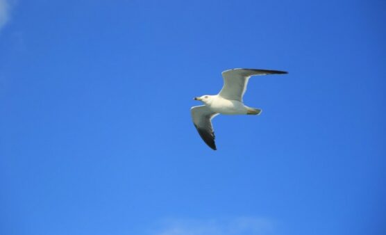 Santa Catarina intensifica medidas de prevenção à influenza aviária em período de migração de aves