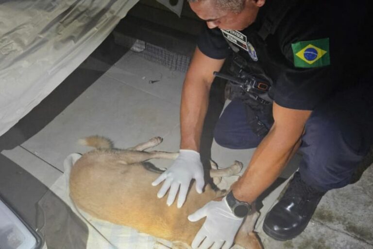 Guarda Municipal de Balneário Camboriú resgata cachorro idoso em situação de risco