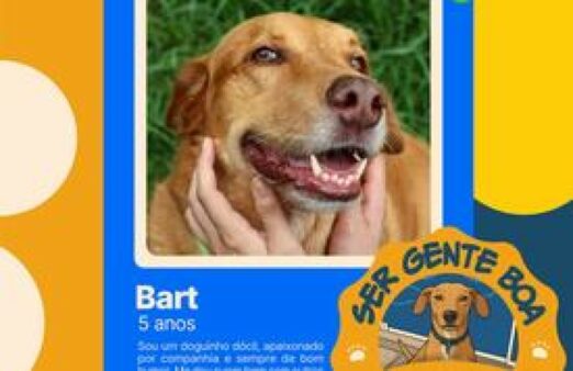 Prefeitura lança o  “Pet Crush” como incentivo à adoção de animais