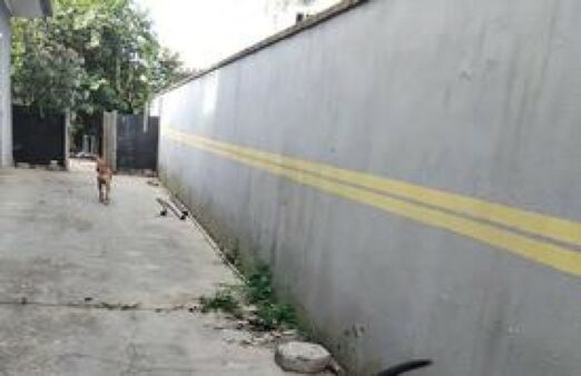 Diretoria de Combate a Maus-Tratos Contra Animais resgata cadela em Balneário Camboriú