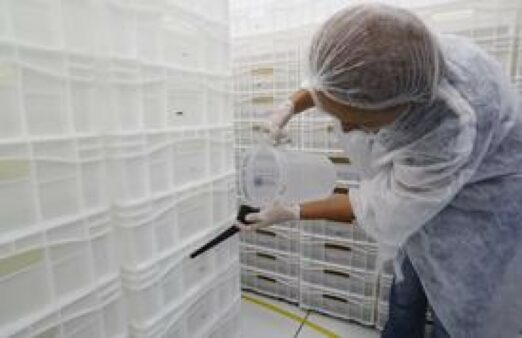 Implantação do Wolbachia em Balneário Camboriú segue com pesquisa base