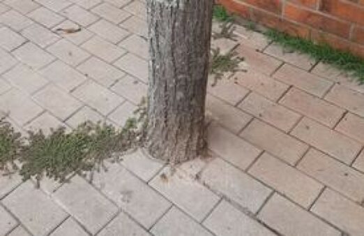 Secretaria do Meio Ambiente fiscalizará a regularização de canteiros de árvores