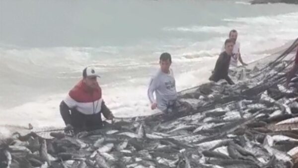 Balneário Camboriú: pescadores capturam 1.738 tainhas na Praia de Taquaras