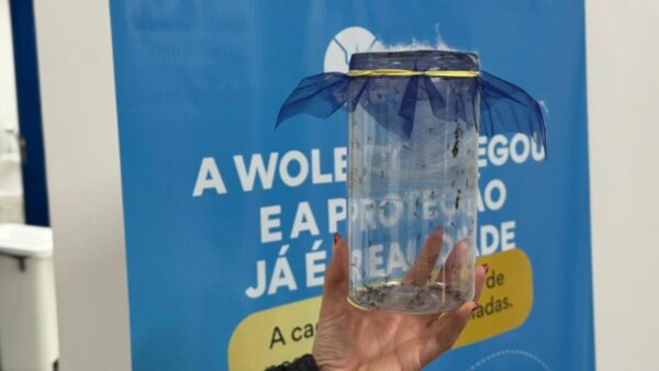 Balneário Camboriú iniciará soltura dos primeiros wolbitos